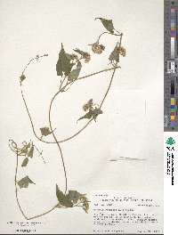 Mikania scandens image