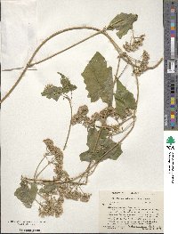 Mikania scandens image