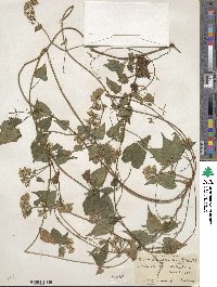 Mikania scandens image