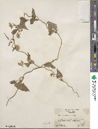 Mikania scandens image