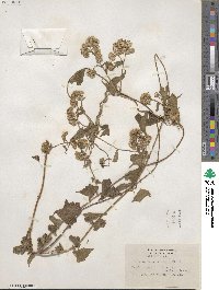 Mikania scandens image