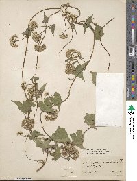 Mikania scandens image