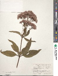 Eupatorium purpureum image