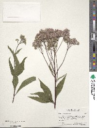 Eupatorium purpureum image