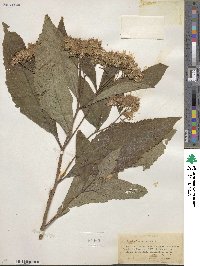 Eupatorium purpureum image