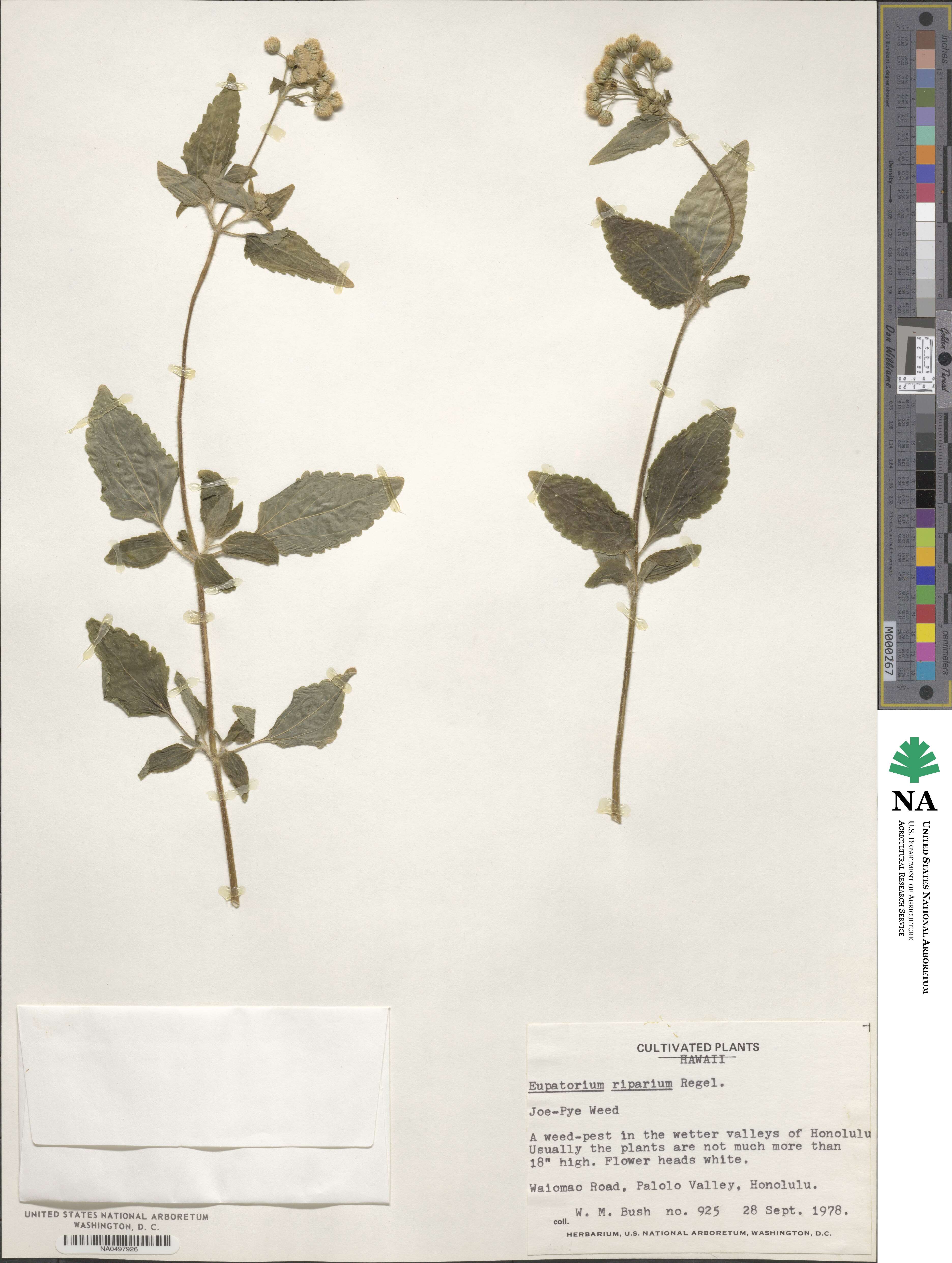 Ageratina riparia image