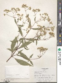 Ageratina riparia image