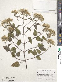 Eupatorium rugosum image