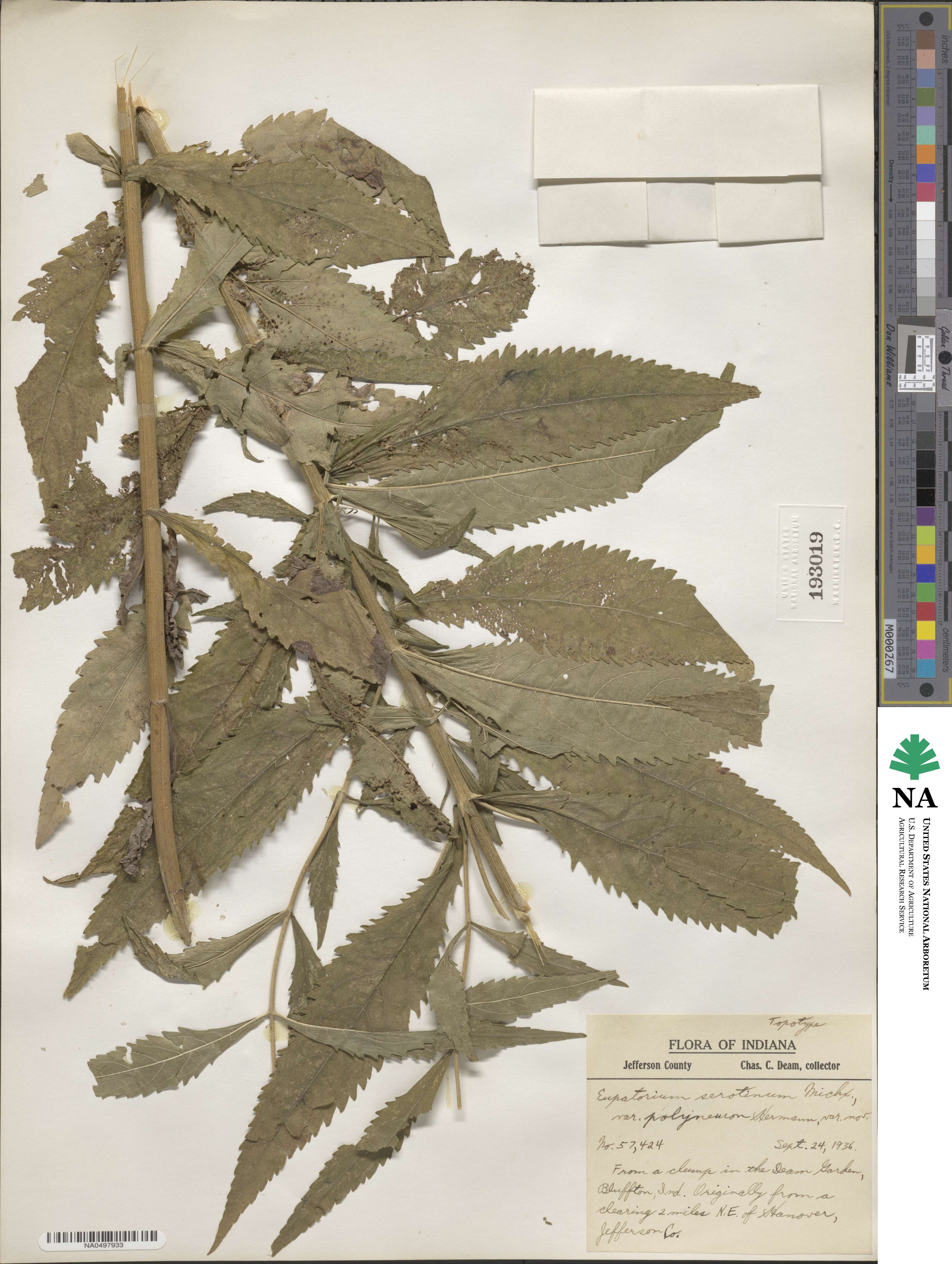 Eupatorium perfoliatum image