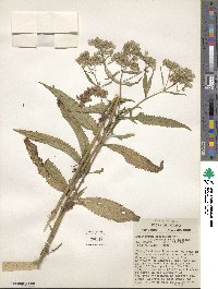 Eupatorium perfoliatum image