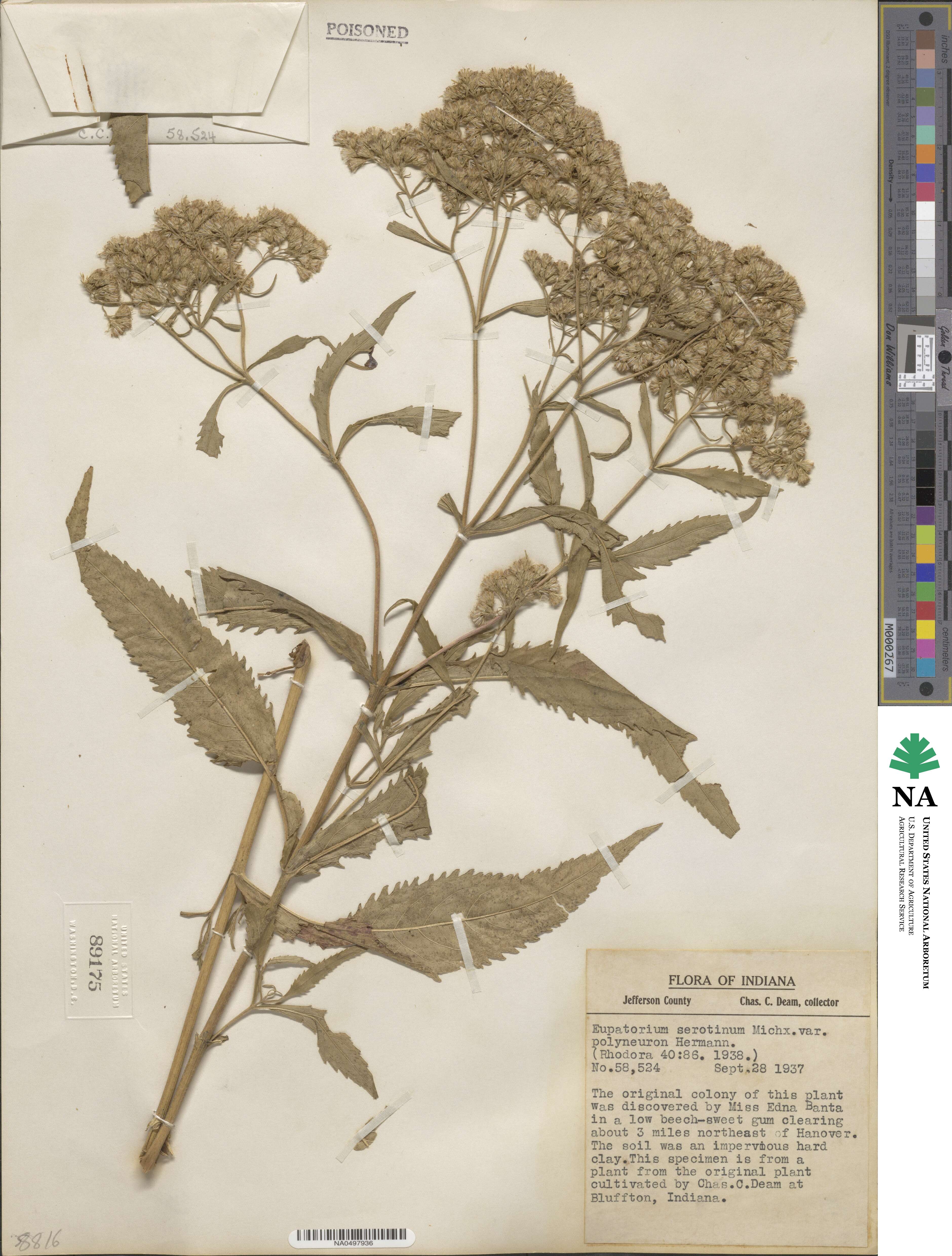 Eupatorium perfoliatum image