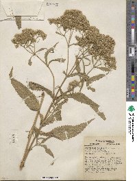 Eupatorium perfoliatum image