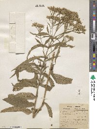 Eupatorium perfoliatum image