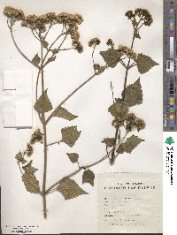 Ageratina adenophora image