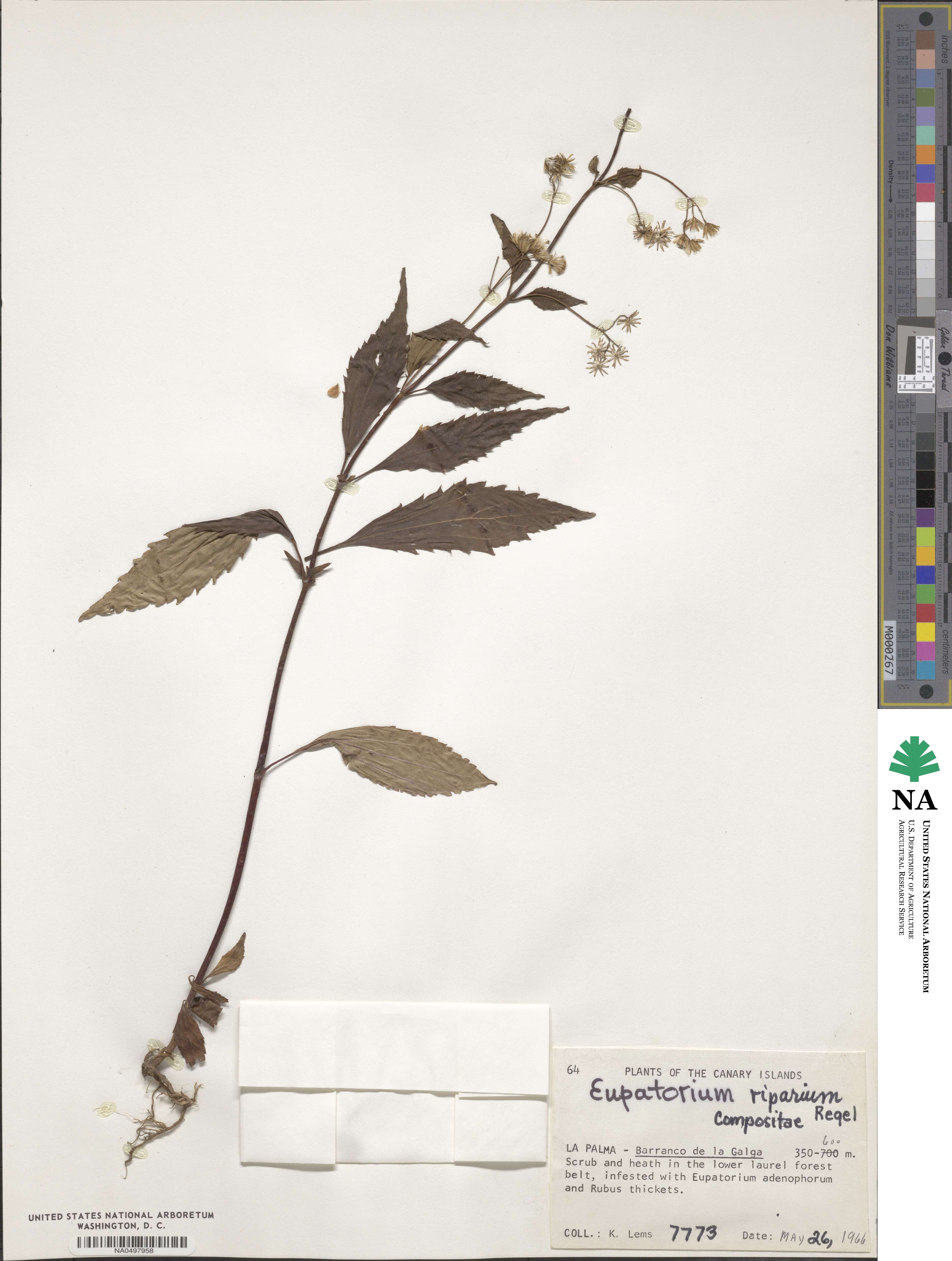 Ageratina riparia image