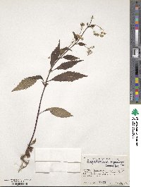 Ageratina riparia image