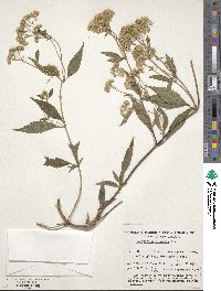 Ageratina riparia image