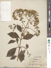 Eupatorium ageratoides image