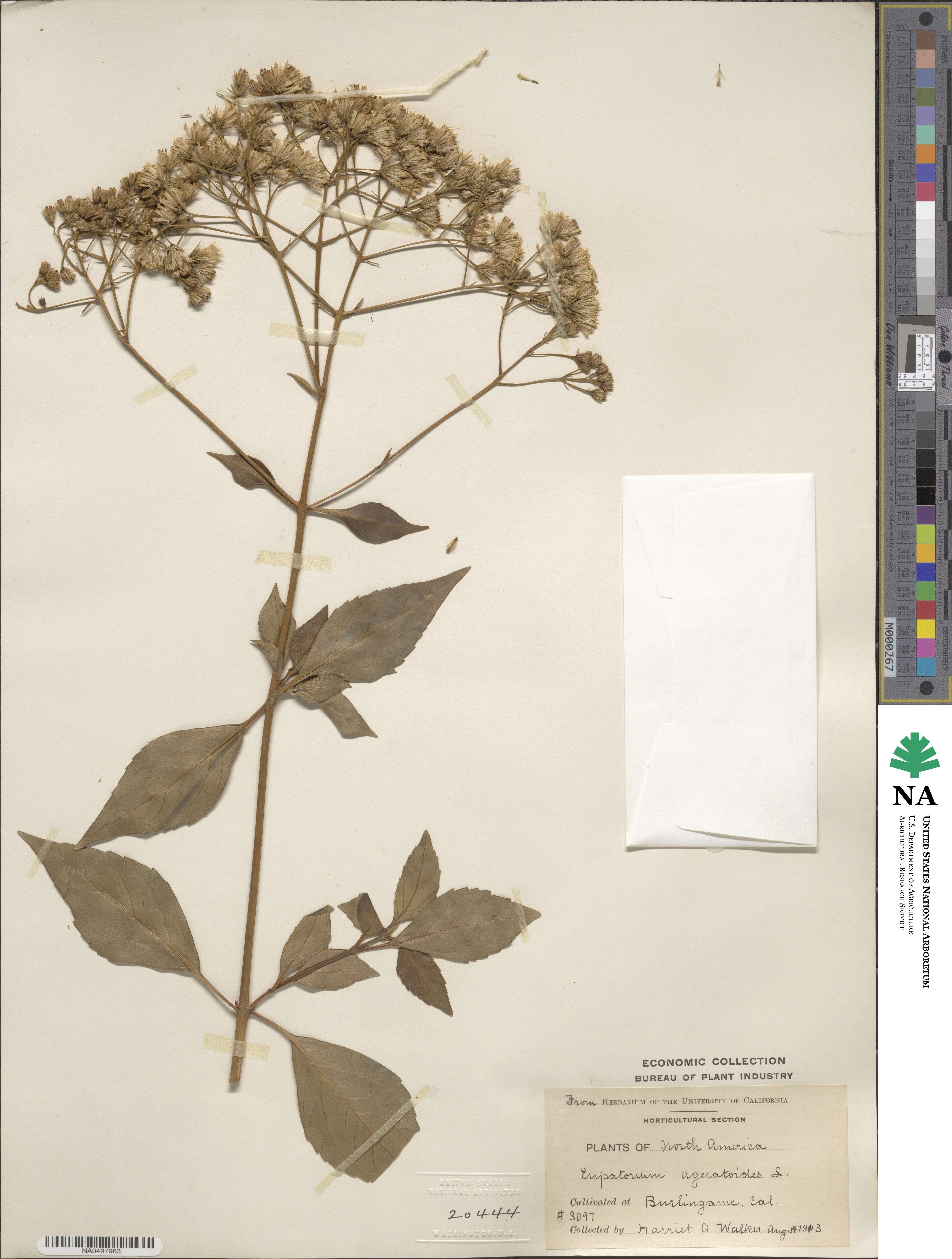 Eupatorium ageratoides image