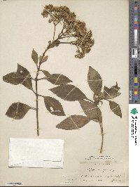 Eupatorium ageratoides image