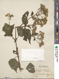 Eupatorium ageratoides image