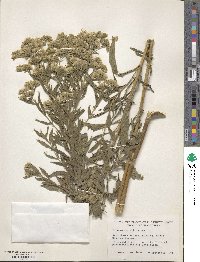 Eupatorium altissimum image