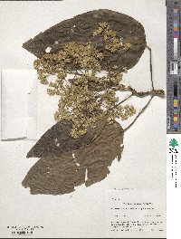 Neomirandea araliifolia image