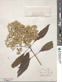 Neomirandea araliifolia image