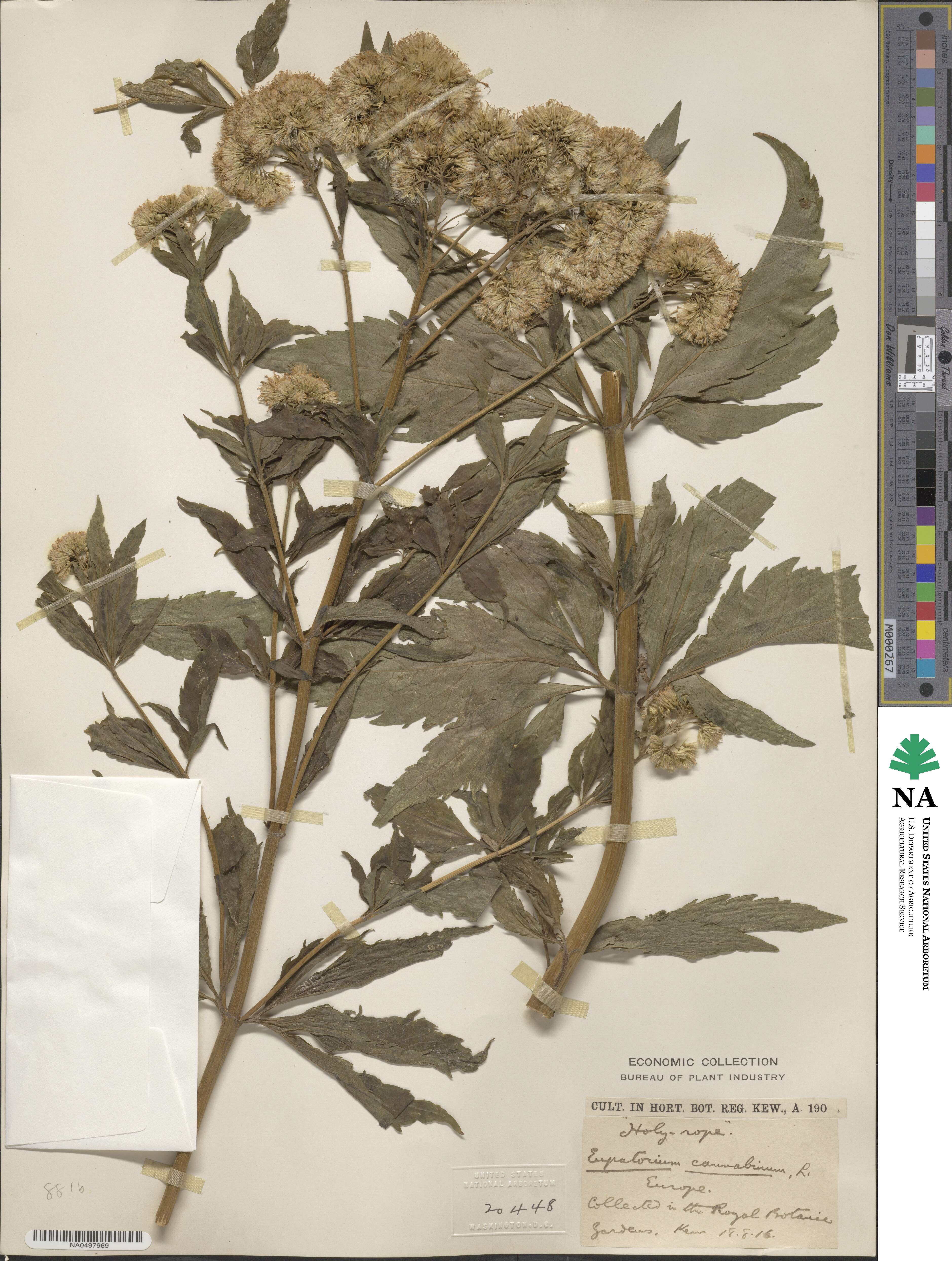 Eupatorium cannabinum image