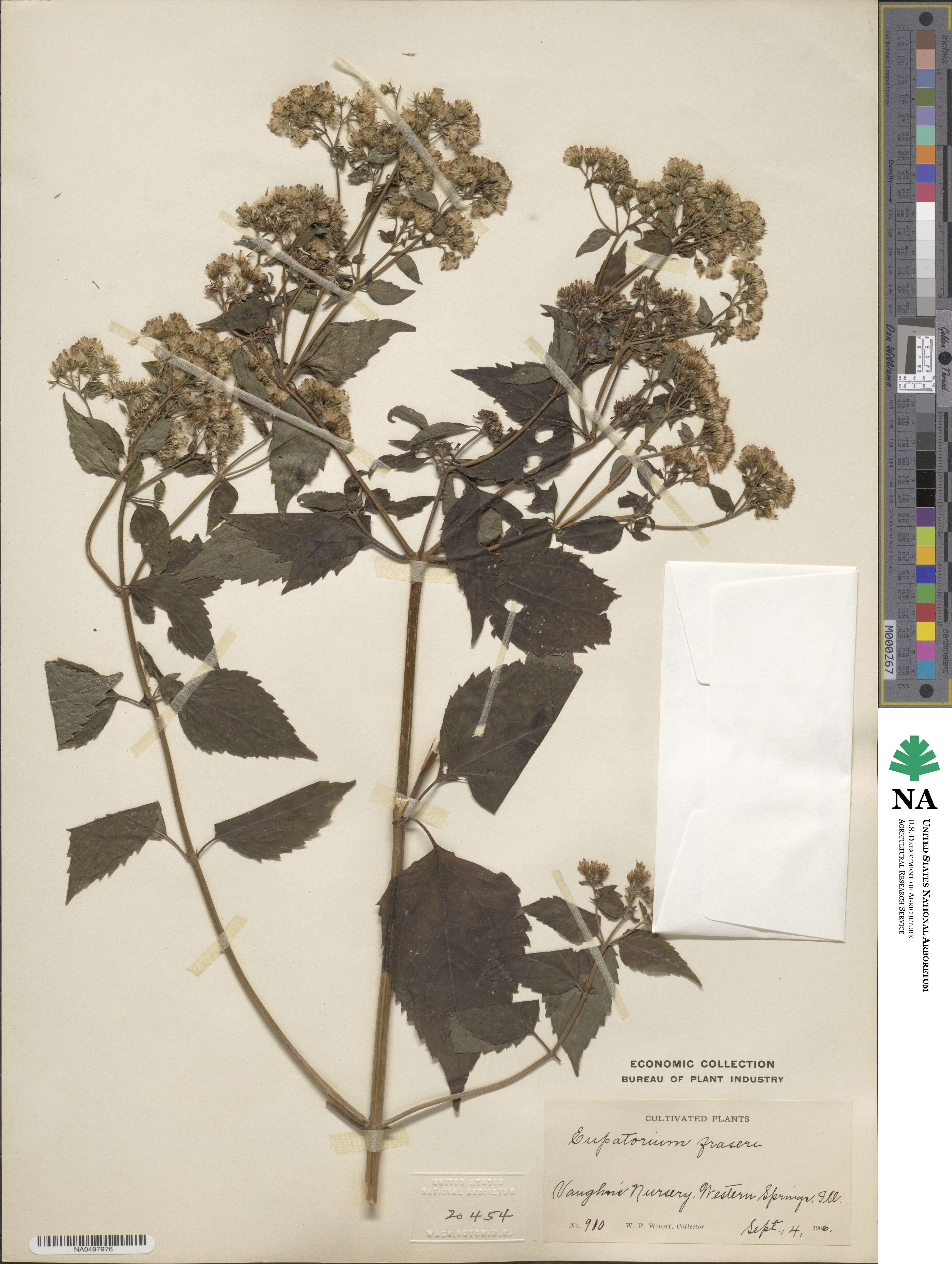 Ageratina pazcuarensis image