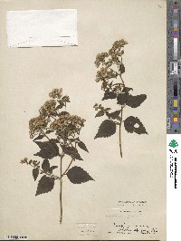 Ageratina pazcuarensis image