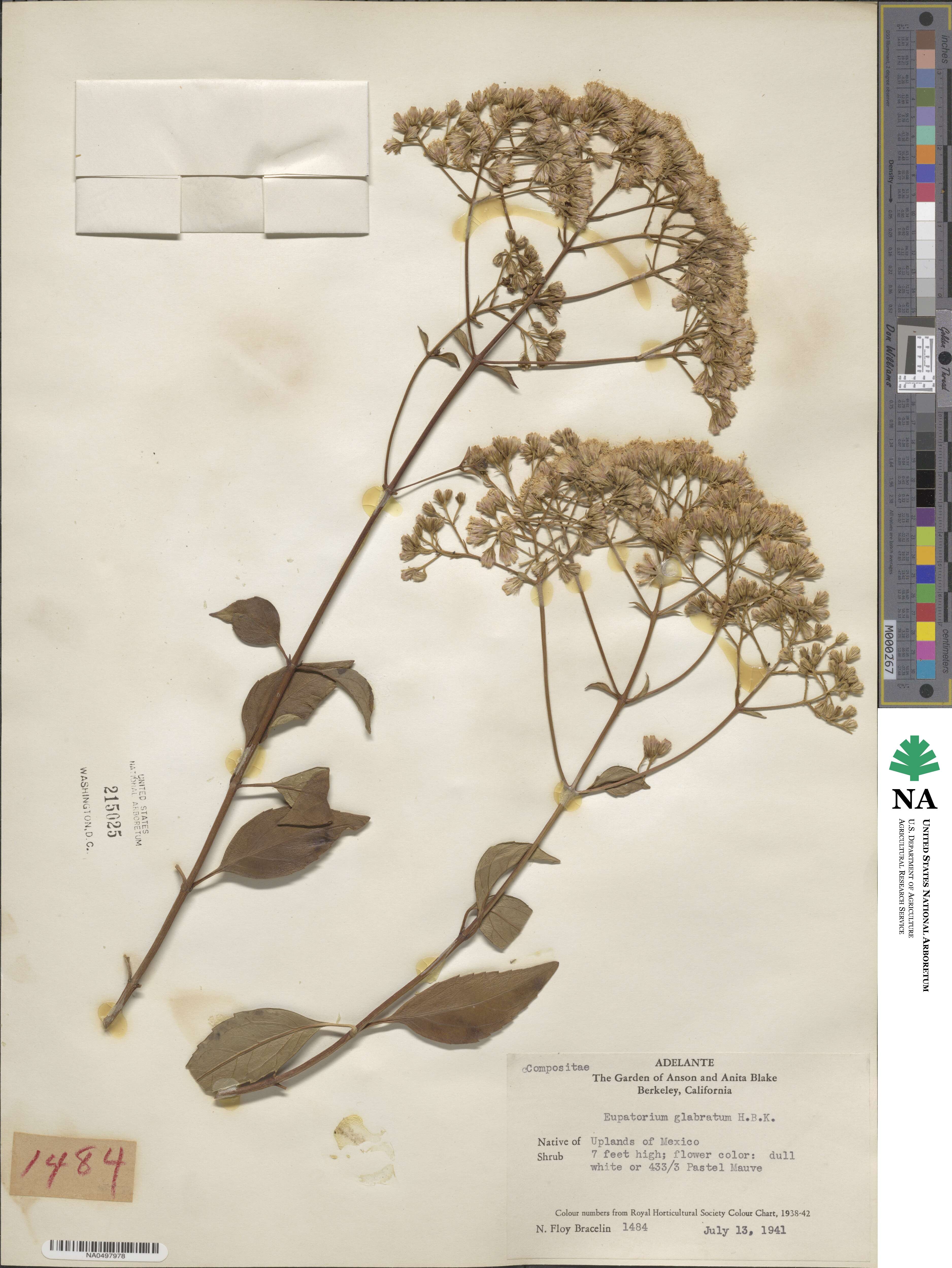 Ageratina glabrata image