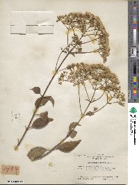 Ageratina glabrata image