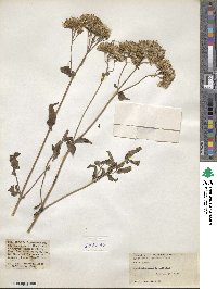 Eupatorium japonicum image