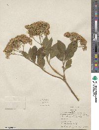 Ageratina ligustrina image