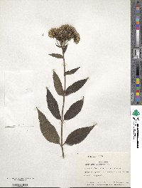 Eupatorium lindleyanum image