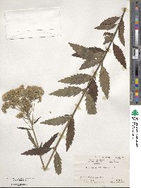 Eupatorium lindleyanum image