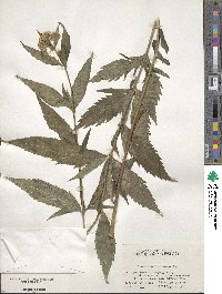 Eupatorium lindleyanum image