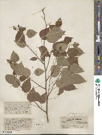 Populus tremuloides image