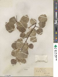 Populus tremuloides image