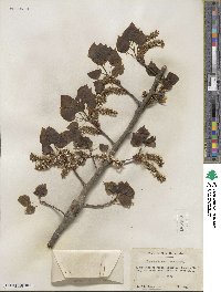 Populus tremuloides image