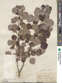 Populus tremuloides image