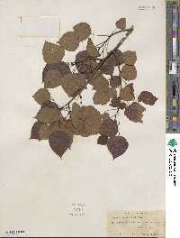 Populus tremuloides image