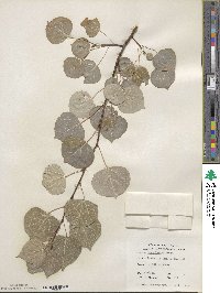 Populus tremuloides image