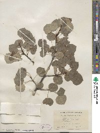 Populus tremuloides image