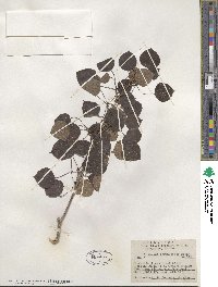 Populus tremuloides image