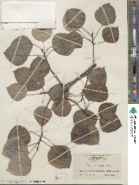 Populus tremuloides image