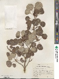 Populus tremuloides image