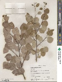 Populus tremuloides image