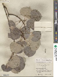 Populus tremuloides image